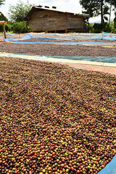 drying red berries coffee in the sun.