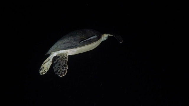 Sea turtle swimming by coral reef.Night diving.Diving and snorkeling in the tropical sea.Travel concept,Adventure concept.