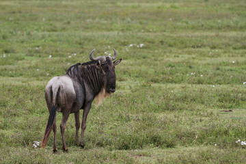 Ngorongoro Crater
