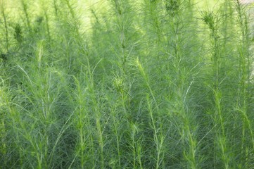 Asparagus racemosus plants