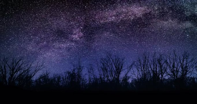 Amazing Bushes Night Sky Milky Way Moon and Stars Time Lapse 4k