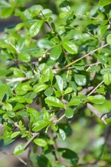 Fototapeta na wymiar lose up green fukien tea leaves in nature garden