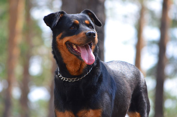 Dog of breed a Rottweiler. 