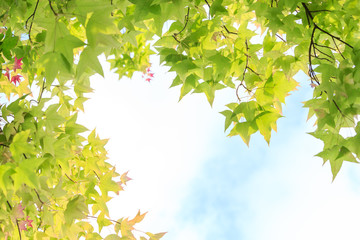 Obraz premium Maple leaves for background