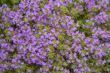 Beautiful floral background.   