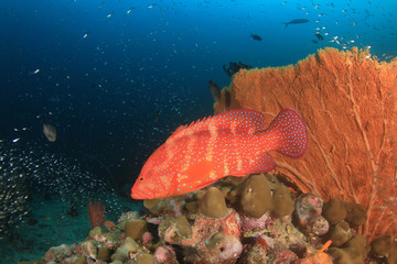 Fish coral reef sea ocean underwater