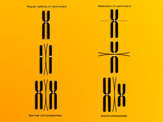 vector illustration of the chromosome