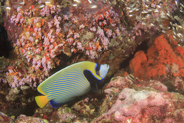 Naklejka na ściany i meble Fish coral reef sea ocean underwater