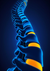 Human Spine Anatomy