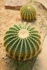 green cactus tree on sand floor