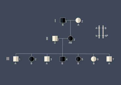 Vector Illustration Of Inheritance