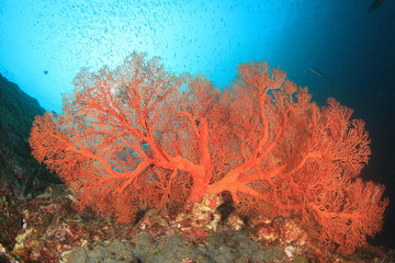 Poissons tropicaux récif de corail mer océan sous l& 39 eau