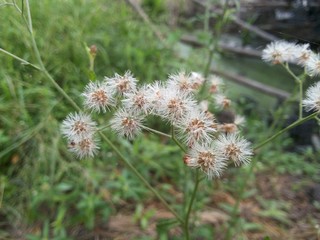 Little ironweed flower in garden