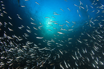 Fototapeta na wymiar Sardines mackerel herring tuna fish underwater background ocean
