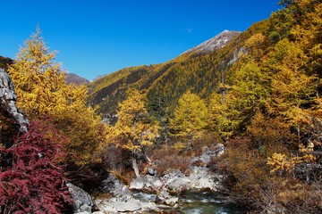 Fototapeta na wymiar Autumn at Yading Nature Reserve in Daocheng County ,China