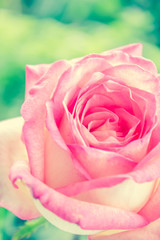 pink rose