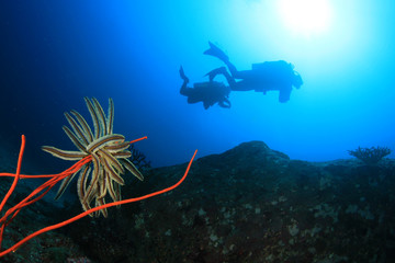 Scuba diving exploring coral reef Similans Thailand