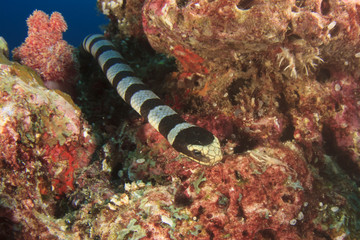 Obraz na płótnie Canvas Banded Sea Snake