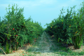 Fototapeta na wymiar The pomegranate orchard