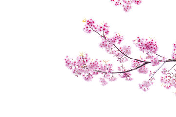 Obraz na płótnie Canvas Spring Sakura Cherry Blossom