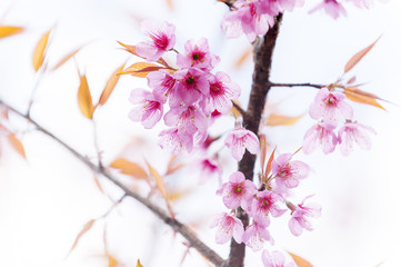 Spring Sakura Cherry Blossom