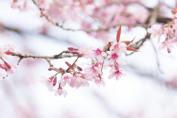 Spring Sakura Cherry Blossom