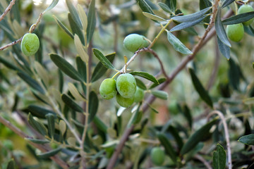 Green olive bush background