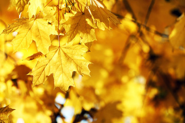 Golden autumn leaves background, close up