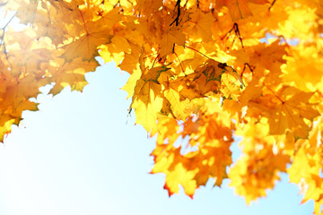 Golden autumn leaves on blue sky background, close up