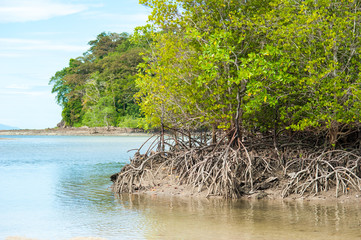 Naklejka premium Roots and branches,mangrove forest of Thailand