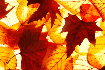 Golden autumn leaves background