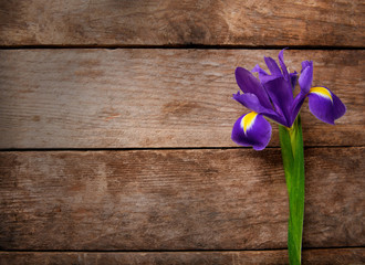 Beautiful iris flower on wooden background, copy space