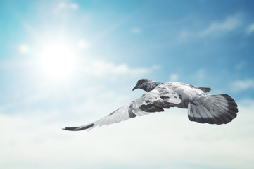 Naklejka premium Bird into the air , all concept , peace and spirituality