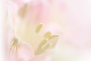 Obraz na płótnie Canvas Sweet pastel color petal lily in soft color and blur style for b
