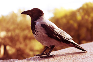 Crow in a park, closeup