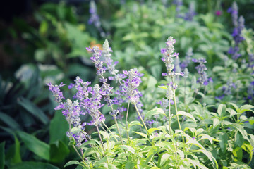 Obraz premium Purple salvia flowers