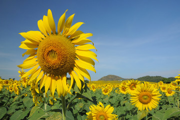 Close up of yellow sunflower in the field