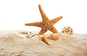 Fototapeta na wymiar Sea star and shells isolated on white background