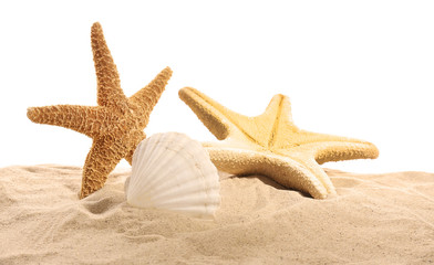 Fototapeta na wymiar Sea stars and sea shells on sand isolated on white background
