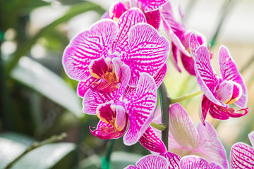 orchid flower,soft focus