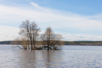 Spring landscape with flooded trees