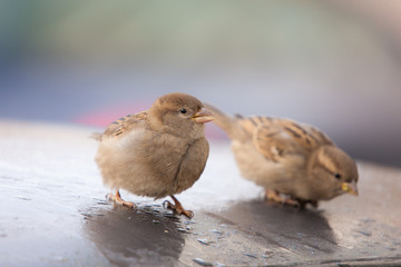 Two sparrows on the roof