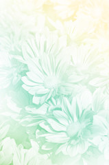 Spray Type of Chrysanthemum in Pastel Tone.