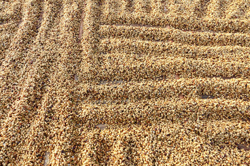 Coffee beans dried in the sun, Coffee beans raked out for drying prior to roasting