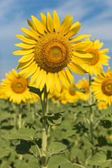 Sun flowers field