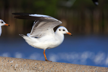 Seagull ready to take off