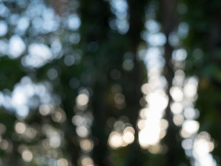 Blur bokeh nature abstract