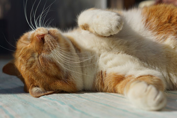 眠る茶猫