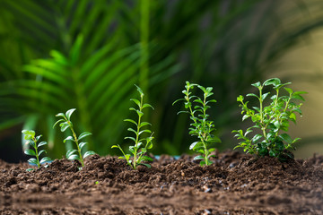 Plants Growing On Land