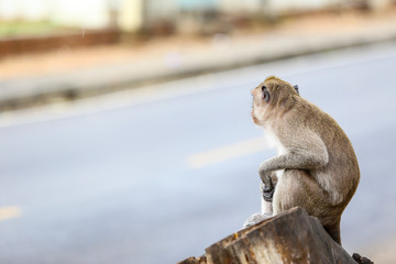 Cute monkeys waiting something near the road.